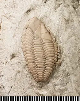 Crustacea: Stramentum, a fossil barnacle