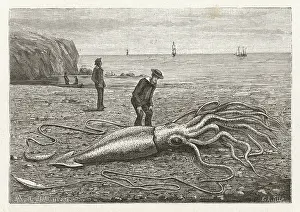 Princeps: STRANDED SQUID/CANADA