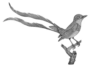 Lithographed: Strange-tailed Tyrant