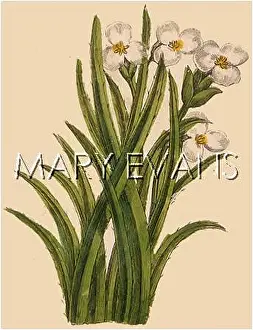 Stratiotes: STRATIOTES ALOIDES
