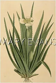 Stratiotes: STRATIOTES ALOIDES