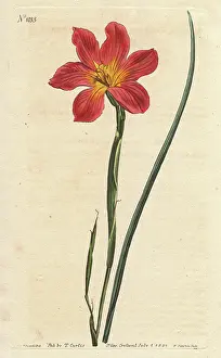 Collina: Straw-coloured equal-flowered moraea or Cape