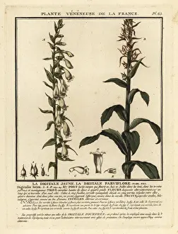 Colour Printing: Straw foxglove, Digitalis lutea
