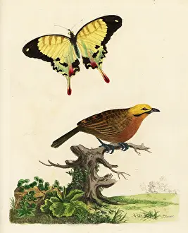 Marmaduke: Straw-headed bulbul, Pycnonotus zeylanicus