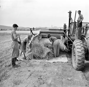 Straws: Straw shredding