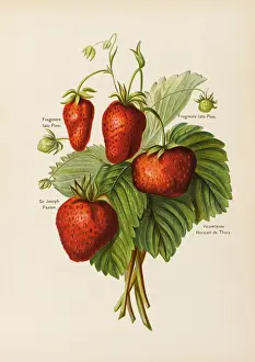 Paxton: STRAWBERRIES