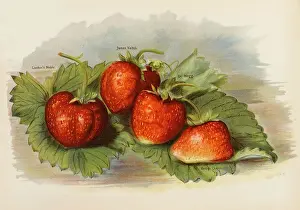 Hogg: STRAWBERRIES