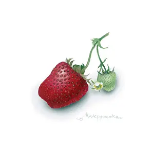 Strawberries: Strawberries