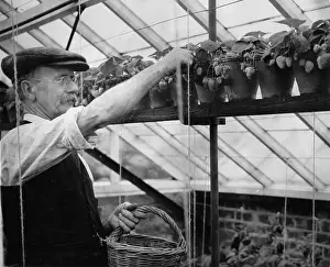 Beeing: Strawberries from the greenhouse