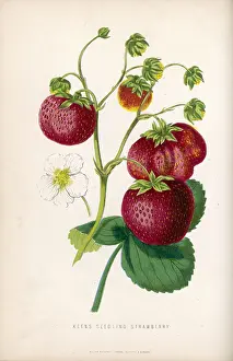 Juicy: STRAWBERRY/1871