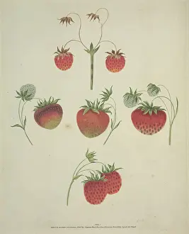 Pepper: The Strawberry
