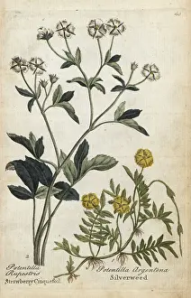 Hamiltons: Strawberry cinquefoil and silverweed