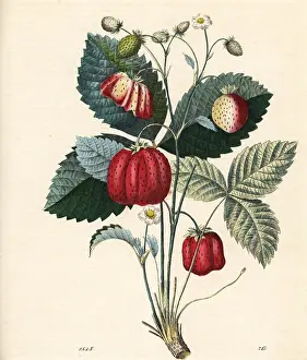 Fragaria: Strawberry, Fragaria ananassa