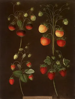 Strawberries: Strawberry, Fragaria spp