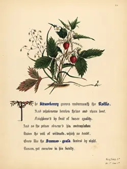 Nettle: Strawberry, Nettle and Summer-grass (King Henry V)