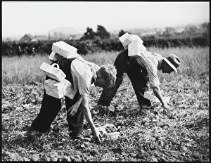 Punnets: STRAWBERRY PICKERS