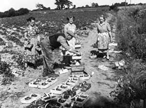 Punnets: STRAWBERRY PICKERS
