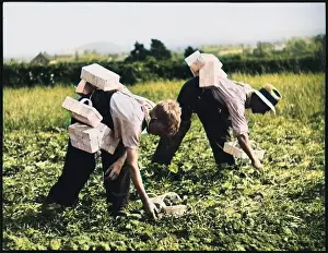Thecolourisedpic: STRAWBERRY PICKERS