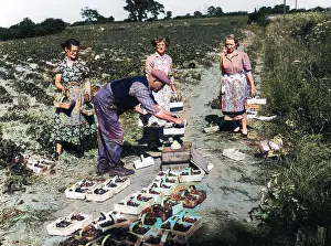 Thecolourisedpic: STRAWBERRY PICKERS