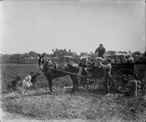 Greengrocers: Strawberry picking, and van