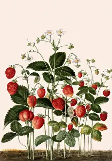 Ripe: Strawberry Plant
