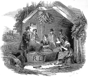 Ebenezer: The Strawberry Trade - pottling