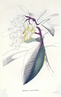 Ericaceae: Strawberry Tree