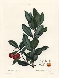 Poupee: Strawberry tree, Arbutus unedo
