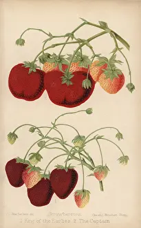 Macfarlane: Strawberry varieties: King of the Earlies and