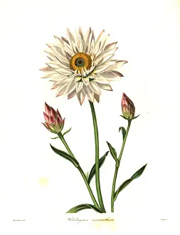Henslow: Strawflower, Helichrysum macranthum