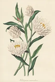 Volume 5: Strawflower, Xerochrysum macranthum
