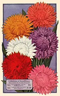 Packets: Strawflowers