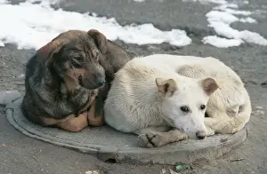 Stray: Stray dogs