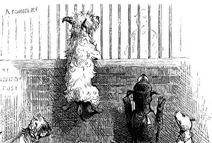 Fates: STRAY DOGS IN POUND
