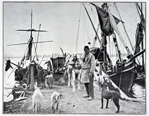 Respected: STRAY DOGS OF TURKEY