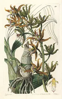 Lineata: Streaked mormodes orchid, Mormodes lineata