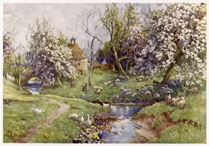 Neath: Stream with Geese