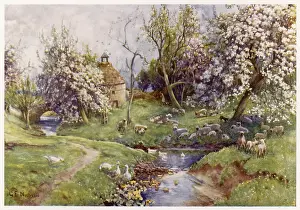 Neath: Stream with Geese