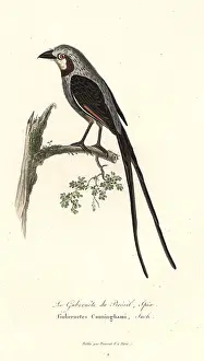 Complements: Streamer-tailed tyrant, Gubernetes yetapa