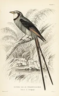 Blackcap: Streamer-tailed tyrant, Gubernetes yetapa