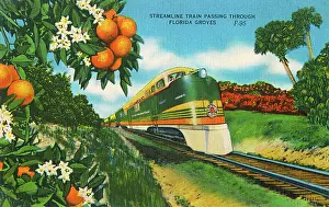 Streamliner: Streamline Train passing through Florida Orange groves