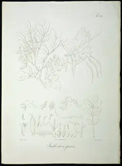 Speciosa: Streblorrhiza speciosa