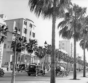 Palms: Street in Alexandria, 1939