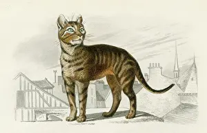Stray: STREET CAT
