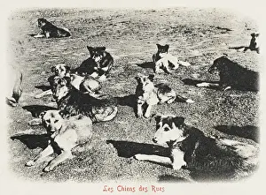 Sunning: Street Dogs - Constantinople, Turkey