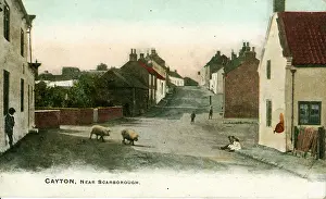 Pigs: Street with Pigs, Cayton, Yorkshire