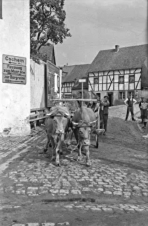 Cochem: Street scene with oxen, Germany