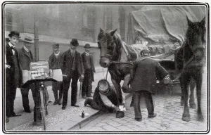 Bandaging: Street Surgery for Animals 1906