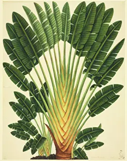 Arecaceae: Strelitzea sp. bird of paradise flower