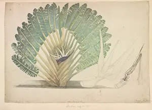 Masson: Strelitzia alba, white bird of paradise